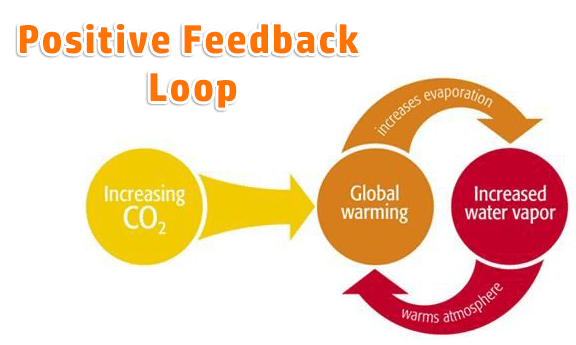 positive-feedback-loop